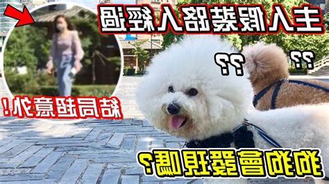 雞會認主人嗎