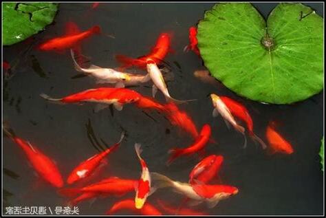 錦鯉會吃小魚嗎