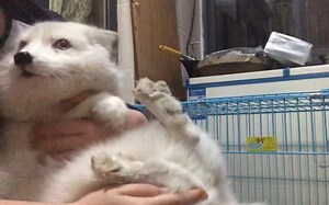 养狐狸
