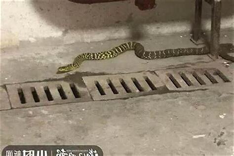 蛇来家里好吗