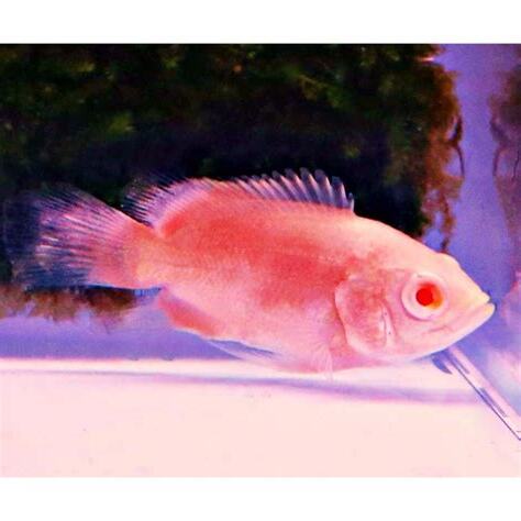 血紅豬魚