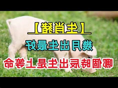 豬年出世