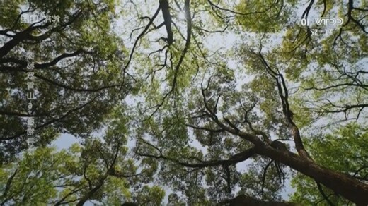 樟木有毒嗎