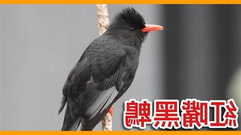 鳥不喜歡的植物