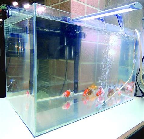 金魚魚缸