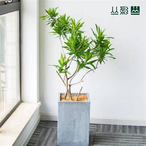 百合竹风水
