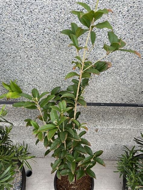 桂花葉子枯黃