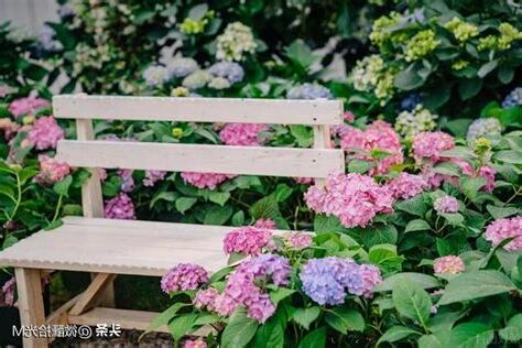 繡球花不吉利