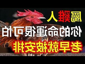 屬雞個性