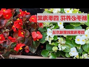 四季海棠風水