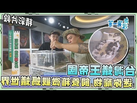家中螞蟻窩