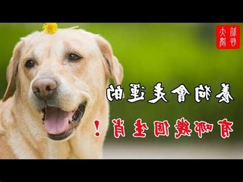 養狗運氣