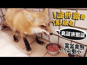 養狐狸