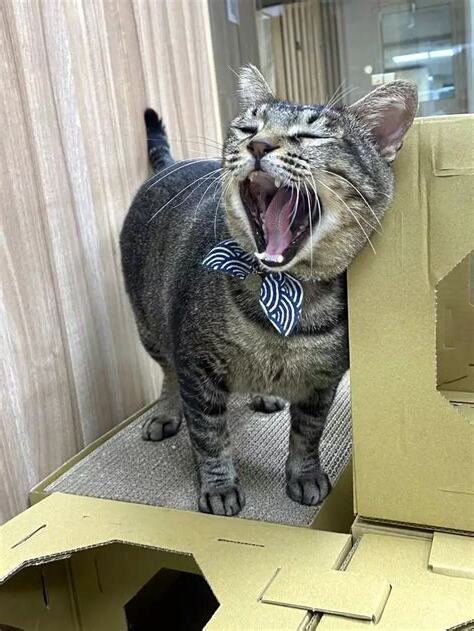 虎虎放風