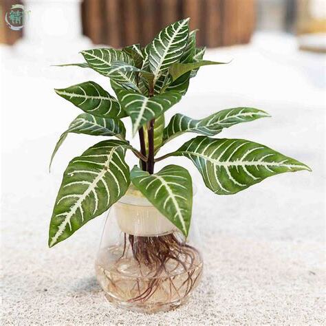 水種植物花