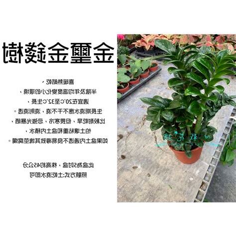 雪鐵芋