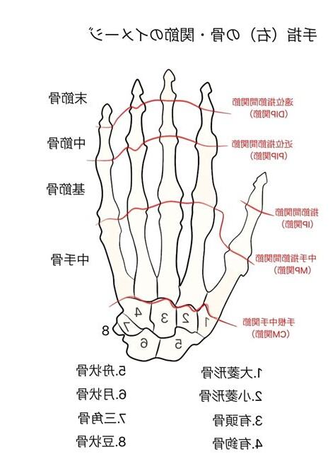 骨頭