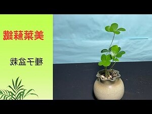 鳳尾蕉