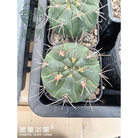 仙人掌球品種
