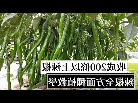 辣椒長在哪裡