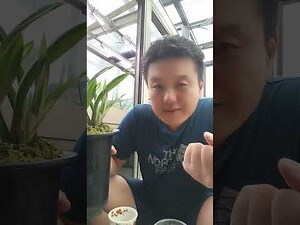 報歲蘭品種