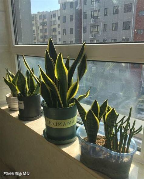 好養的室外植物