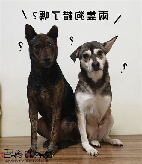 養兩隻狗破解