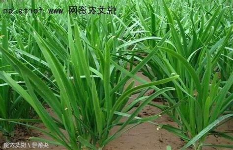 韭菜怎麼種