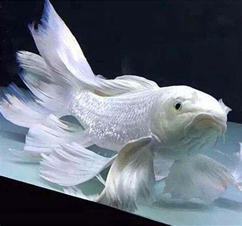 白色的魚