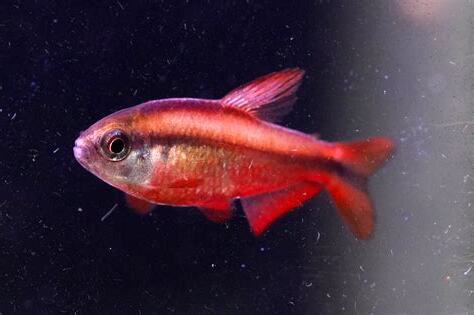 燈科魚種類