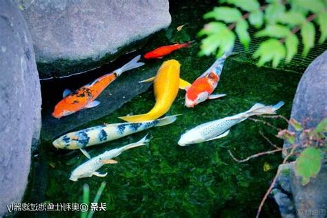 魚死了要換水嗎