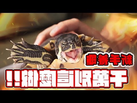 烏龜養兩隻