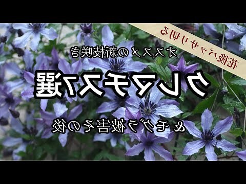 金雀花花期