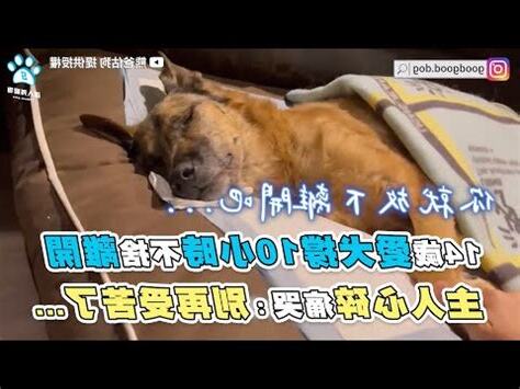 狗狗往生禁忌