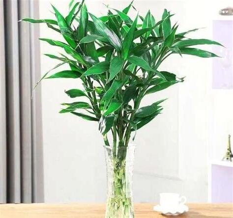 水種富貴竹