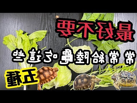 巴西龜可以吃高麗菜嗎