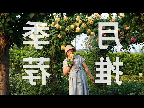 台灣適合種藤本月季嗎