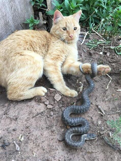 看到蛇死掉