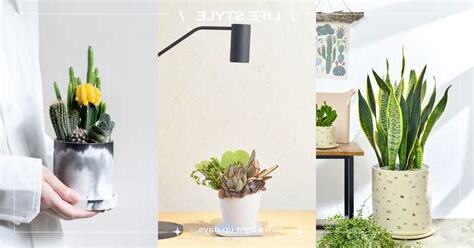 適合放玄關的植物