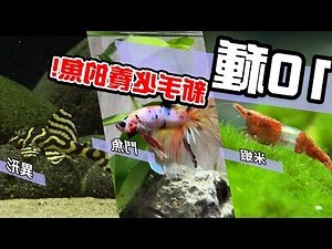 飼養魚