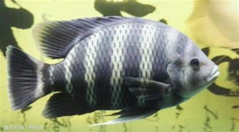 非洲十間魚