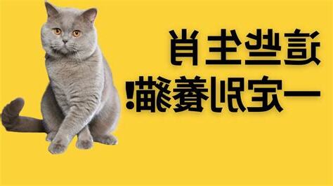 適合養貓的生肖