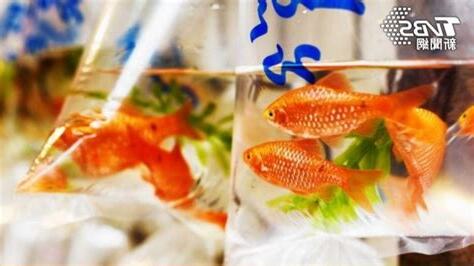 榨金魚