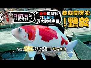 大錦鯉