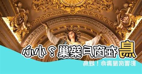鳥在窗户築巢怎麼辦