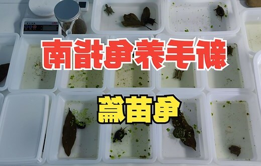 乌龟草