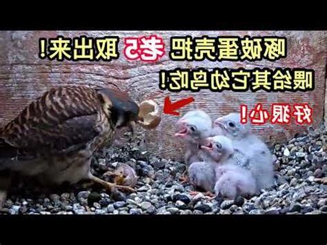 鳥媽媽棄巢