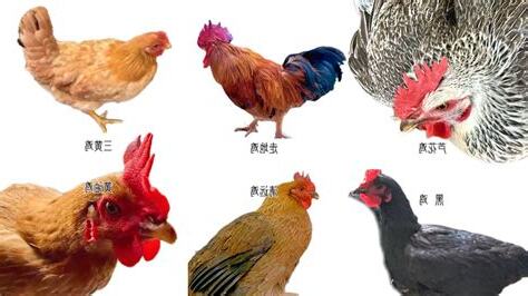 雞顏色