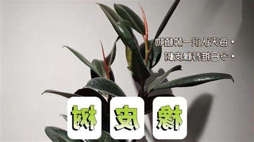 橡皮树风水