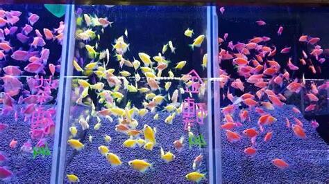 金磚魚怎麼養